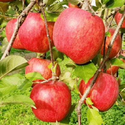 Gala Apple Tree Live Plant, 2 to 3 Feet Tall, Red Apple Tree Plant for Planting, Apple Fruit Trees Indoor Outdoor