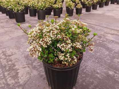 Mrs. Schiller's Delight Viburnum 1 Gallon