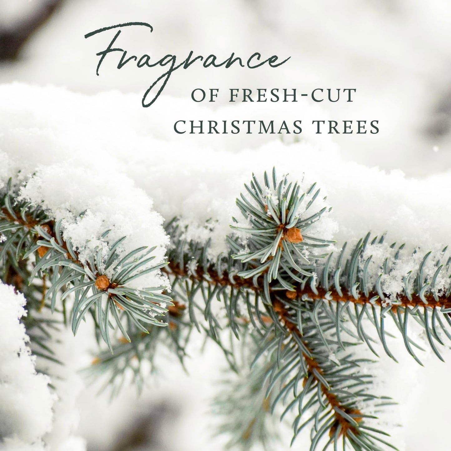 Thymes Frasier Fir Candle – Frosted Plaid Collection – Green & White Glass Jar Design – Scented Candles for Home Decor – Notes of Crisp Siberian Fir, Cedarwood & Sandalwood (Votive, 2 oz)