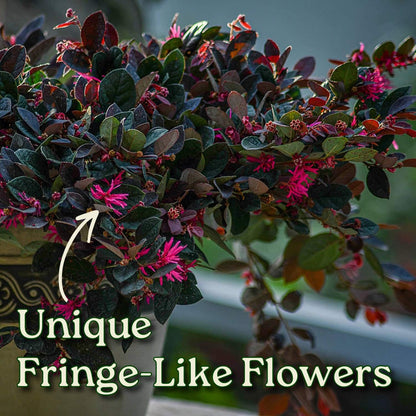 Loropetalum Plant - Plum Delight - Live Tropical Foliage Plant - Overall Height 20" to 24" - Tropical Plants of Florida (Plant Only)