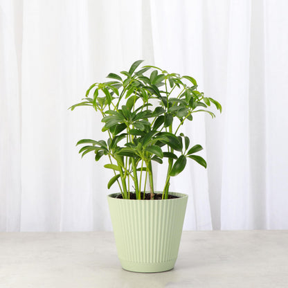 Thorsen's Greenhouse Live Arboricola Umbrella Tree Plant, Schefflera Arboricola, Natural Air Purifier, Easy to Grow, Live Indoor Houseplant, 4-inch Diameter (Sage)