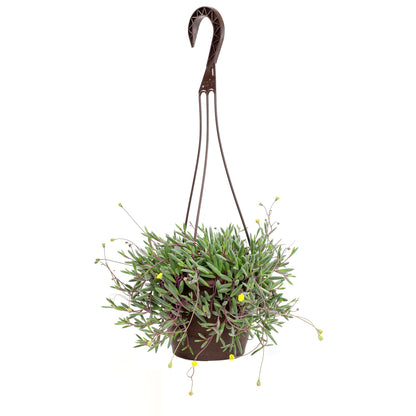 Ruby Necklace Succulent Vine Hanging Basket, Othonna capensis, Live Succulents Plants Live Houseplants, House Plants Indoors Live Indoor House Plants, Unique Live Plant Basket by Plants for Pets