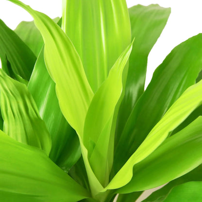 5 Pack Dracaena 'Lime Light' in 6in Pot - Live Plants Tropical Houseplants | Variegated | USA Growers | The Snobby Leaf