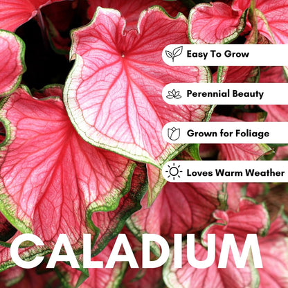 6 Pinky Swear Caladium Bulbs for Planting - Perennial Hosta, Elephant Ears, Fancy (6 Bulbs)