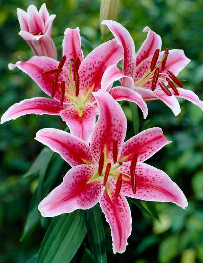 Stargazer Lily Bulbs for Planting – Fragrant Pink & White Oriental Lily Flowers – Hardy Perennial Summer Blooms – Large Showy Garden Lilies (3 Bulbs)
