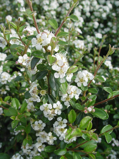 Cotoneaster dammeri 'Coral Beauty' (Coral Beauty Cotoneaster) Shrub, 3 - Size Container