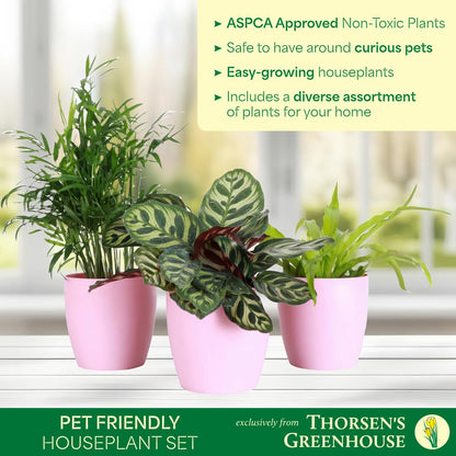 Thorsen's Greenhouse Live Pet Friendly Indoor Houseplants, Live Plants, Safe for Pets, 4" Diameter Pot, 3-Pack (Natural)