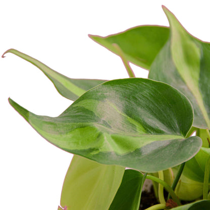 2 Pack Philodendron 'Brasil' - 6" Pot in 6in Pot - Live Tropical Houseplant - Easy to Grow | Air Purifying | Variegated | USA Growers | The Snobby Leaf