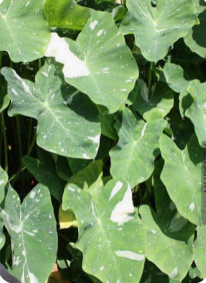 Live Plant - Colocasia esculenta- Elephant Ear - Small Rooted Starter Plant