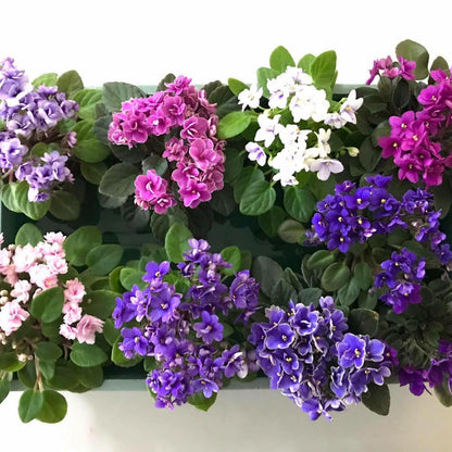 One Random African Violets Live Plant, African Violet Plant, House Plant Flower Home Decoration, 4 Inc Pot