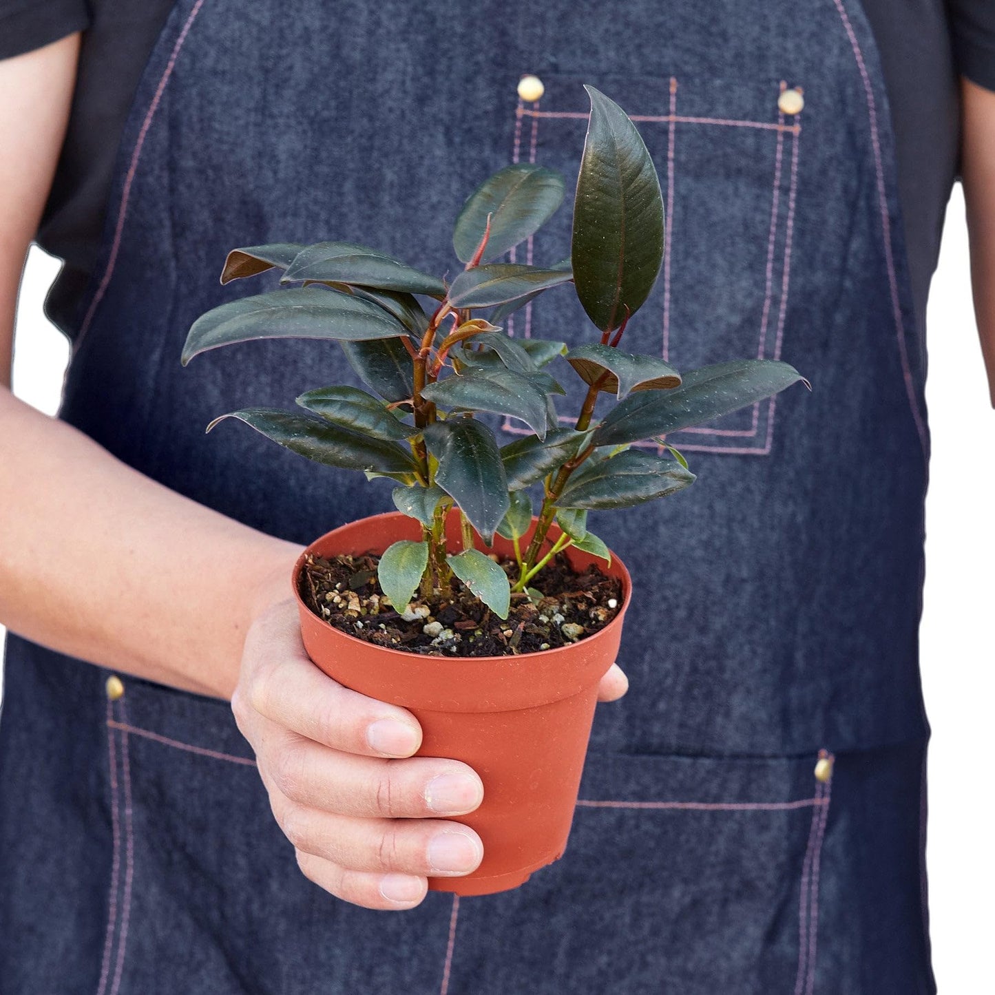 6 Pack Ficus Elastica 'Burgundy' in 6in Pot - Live Plants Tropical Houseplants | Variegated | USA Growers | The Snobby Leaf