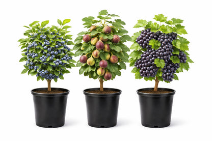 Blue Fruits Bundle - One Live Plant of Each - Bluecrop Blueberry, Mission Fig, Concord Grape - Ship Bare Root (3 Live Fruit Bush Plants) - Easy Grow Edible Fruit Trees and Vines Starter Kit