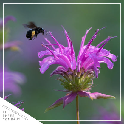 Live Flowering Bee Balm - Balmy Purple (2 Plants Per Pack), Pollinator - Attracts Butterflies, 10" Tall by 4" Wide in 1 Qt Pot