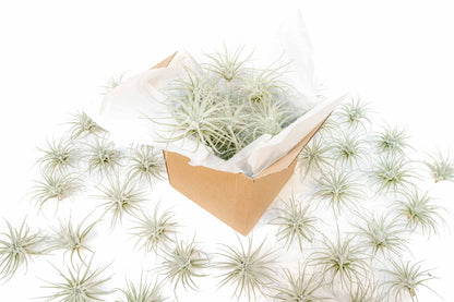 Air Plant Shop 5 Pack Rare Tectorum Ecuador Air Plants - Unique, Bright White, Nursery-Grown Tillandsia House Plant with Fuzzy Trichomes for Terrariums, Driftwood & Living Walls - Wholesale