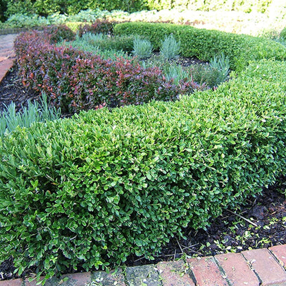 Perfect Plants Wintergreen Boxwood Live Plant, 3 gallon, Includes Care Guide