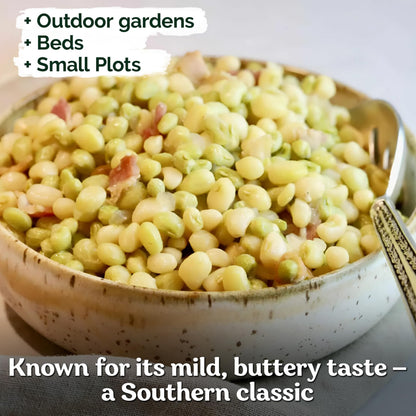 KVITER 100 Zipper Cream Cowpeas, Seeds for Planting (Vigna Unguiculata) – Heirloom Seed Non GMO Organic – Drought-Tolerant, Fast-Growing, Easy Shelling, Vegetable Seeds for Your Outdoor Garden
