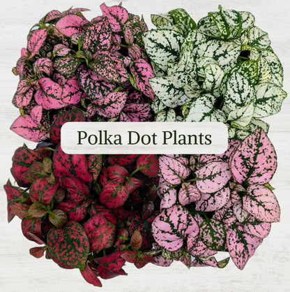 Polka Dot Plant Collection (4-Pack) - House Plants Indoors Live, Air Purifying Live Indoor House Plants, (Red, White, Rose, and Pink) Indoor Plants Live houseplants.