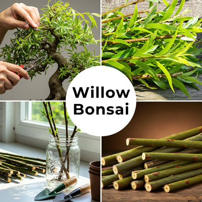 CZ Grain Bonsai Green Weeping Willow Tree Cutting - Thick Trunk Start, Dwarf Bonsai Material