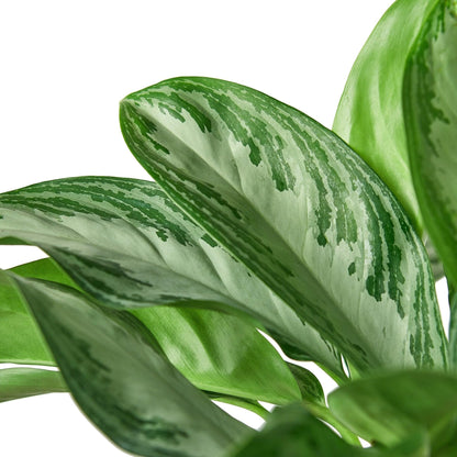 5 Pack Chinese Evergreen 'Silver Bay' in 6in Pot - Live Plants Tropical Houseplants | Variegated | USA Growers | The Snobby Leaf