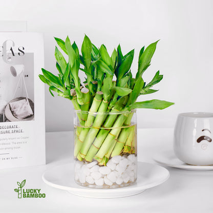 Lucky Bamboo Plants Live Indoor (10 Stalks, 8 Inch) - Fresh House Plants for Office Desk, Home Decor, for Positive Energy, Prosperity & Easy Care