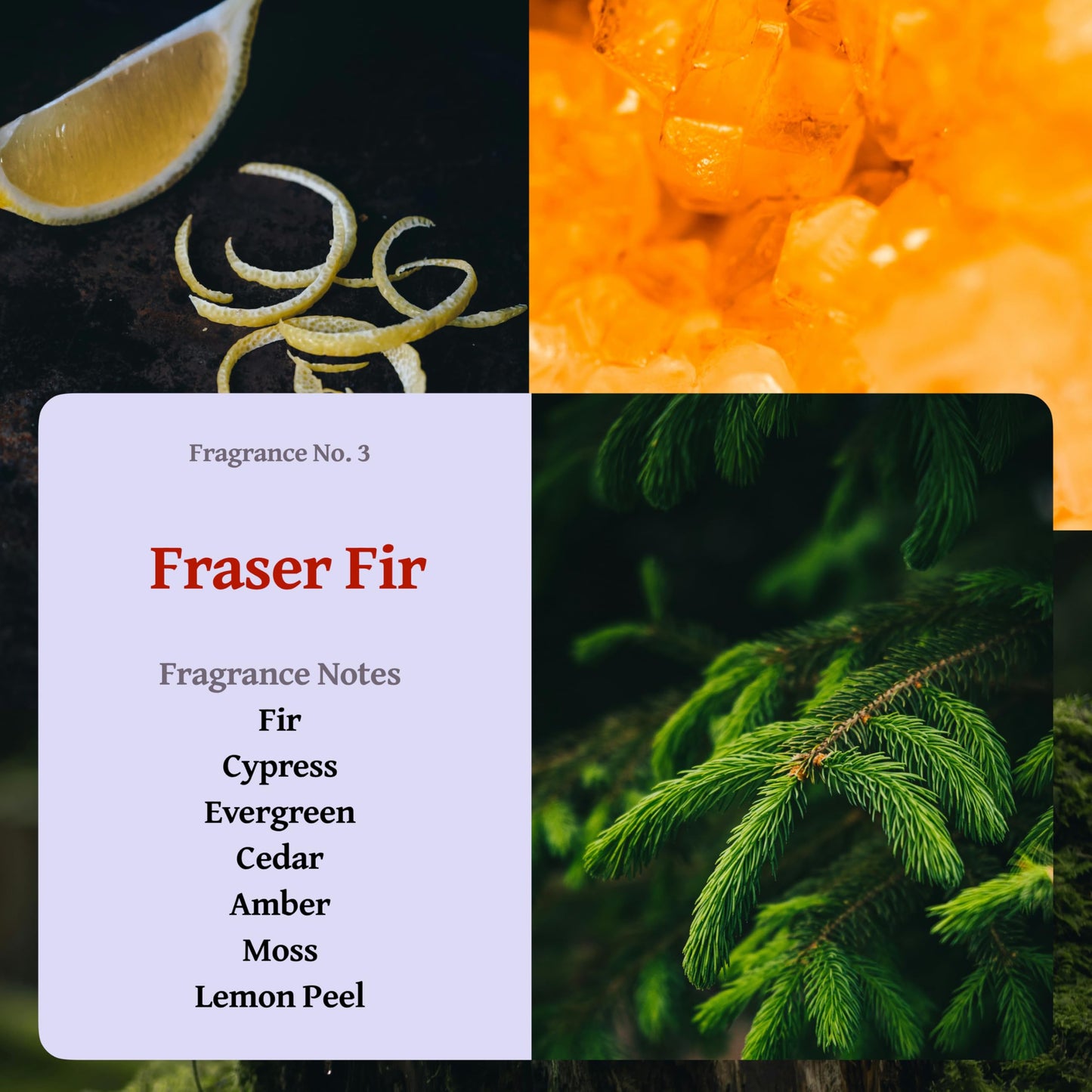 RUTH & ROSE Fraser Fir Scented Candle, 100% Beeswax Candle for Home, 8oz, +65 Hours Burn Time, Aromatherapy Non Toxic Candles, Gift for Women & Men, Made in USA, Perfect for Travel or Gifting