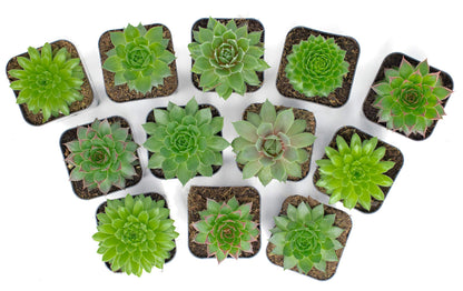 Succulent Plants | 5 Sempervivum Succulents | Rooted in Planter Pots with Soil | Real Live Indoor Plants | Gifts or Room Decor by Plants for Pets
