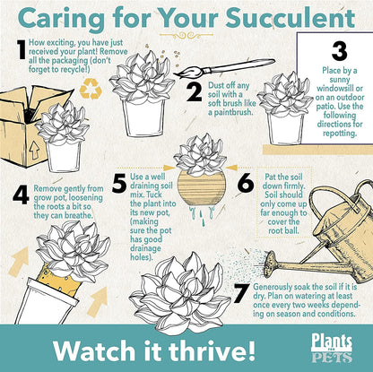 Cactus Plants Live in Clay Cactus Plant Pot, Live Cactus Potted in Cactus Soil Potting Mix, Live Mini Cactus Succulents Plants Live Cacti, Cactus Live Succulents in Succulent Pot by Plants for Pets