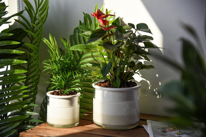 Phoenix Vine 6 Inch 4 Inch Self Watering Planter Pots, Design White Terracotta Pots for Plants, Indoor Cylinder Terra Cotta Pots with Glass Vase Set, 51-B-G-46