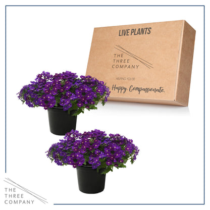 Live Flowering Verbena - Popping Purple (2 Plants Per Pack) - Healthy Flowering Plant - Beautiful Spring Color - 10" Tall by 5" Wide in 1Qt Pot