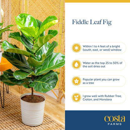 Costa Farms Fiddle Leaf Fig Tree, Live Ficus Lyrata 3–4 Ft, Air Purifying Large Easy to Maintain Indoor Floor Plant, Living Room, Bedroom or Office Décor Gift
