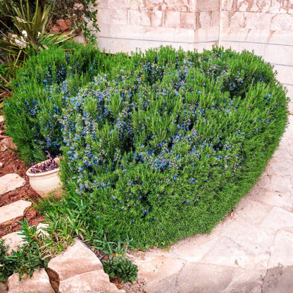 Set 3 Blue Rosemary Plants Live, Rosemary Live Plant, Edible and Fragrant Herbs, Rosemary Seedling for Indoor Outdoor Planting, 4-6 Inches Starter Plant