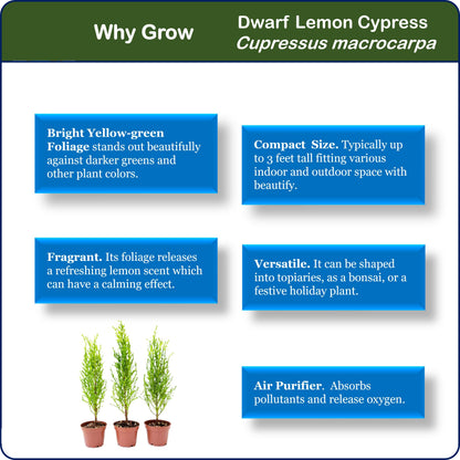 3-PK Live Dwarf Lemon Cypress, Cupressus macrocarpa ‘Goldcrest Wilma,’ Live Indoor Tree, Houseplant, Garden Plant, Fragrant Plant, 2.5-in Pot