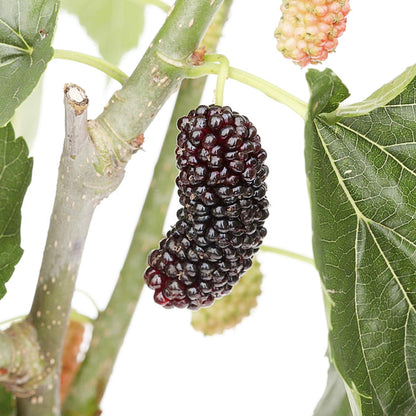 Dwarf Everbearing Mulberry Plant - Morus nigra - Sweet Fruit - 4" Pot