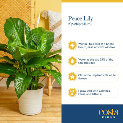 Costa Farms Peace Lily Live Plant in Decorative Pot, Large Air Purifying Flowering Indoor Houseplant, Perfect for Home, Room, or Office Decor, Great House Warming or Birthday Gift, 2-3 Feet Tall