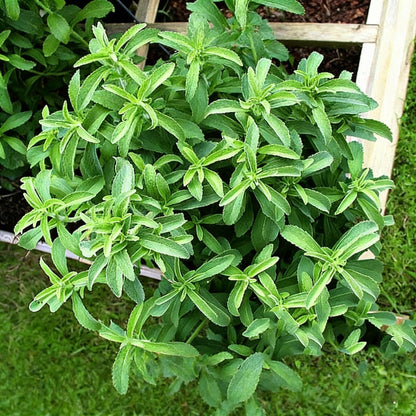 150+ Stevia Sweetleaf Seeds for Planting, Sugar Leaf Stevia Plant Seeds, Natural Sweetener Herb Seeds, Perennial Plant for Home Garden, Container, Tea & Sugar-Free Recipes, Non-GMO