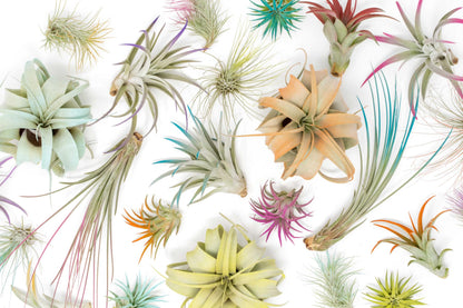 Colorful Mini Tillandsia Xerographica Air Plants in Custom Vibrant Tones - (Hawaiian Sunset, Pack of 3)