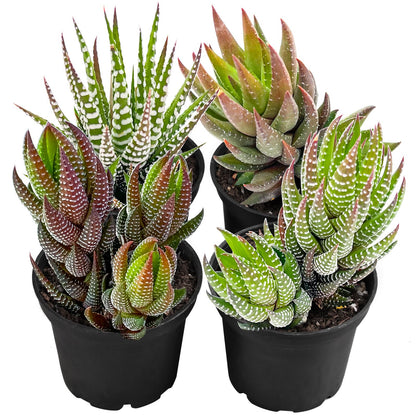 Succulent Plants (4 Pack), Live Succulents Fully Rooted in 2" Grower Pots, Unique Potted House Plant for DIY, Home Decor, Wedding Party Favor (Haworthia Varieties)