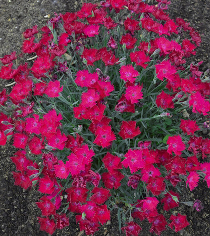 Live Plant from Green Promise Farms - Proven Winners, Dianthus Paint The Town Magenta Pinks, Bright Magenta Flowers - #1 Gallon Size Container