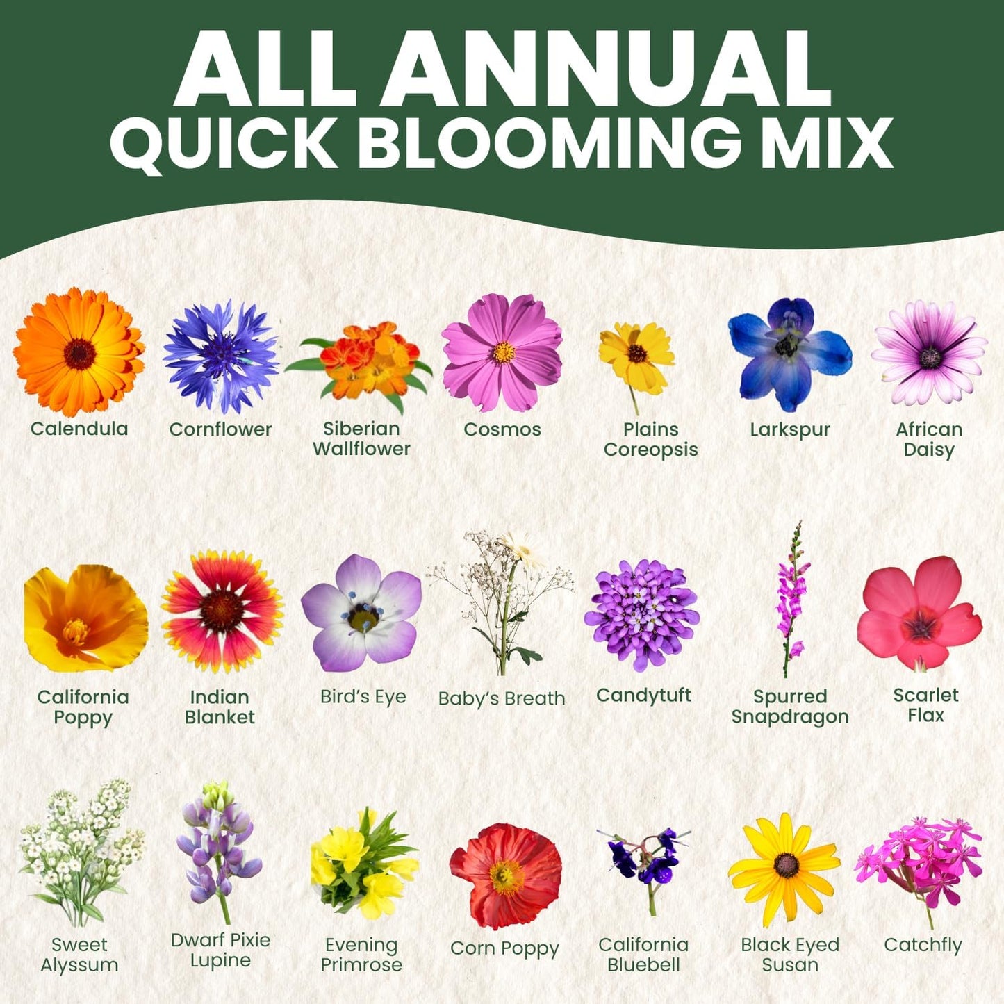 All Annual Quick Blooming Mix - 16,000 Wildflower Seeds for Planting - Large 1 Ounce Packet