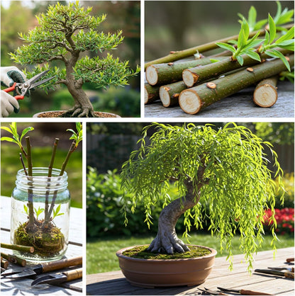 Willow Hybrid Trees for Privacy - Fast Growing Austree Willow Cuttings (25 Cuttings)
