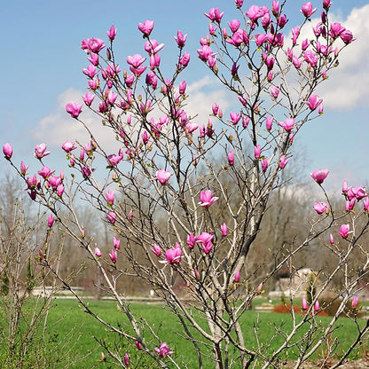 Alexandrina Japanese Magnolia, Pink Flowering Ornamental Tree, 12-18 inch, 1 gal. Nursery Pot, (Due to Agricultural Laws, we Cannot Ship to California, Arizona, Alaska, or Hawaii)