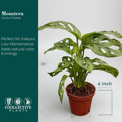 CoollectivePlants Monstera Swiss Cheese Live Plant in 4" Growers Pot – Easy Care Indoor Houseplant, Low Maintenance Vining Monstera Adansonii, Tropical Foliage