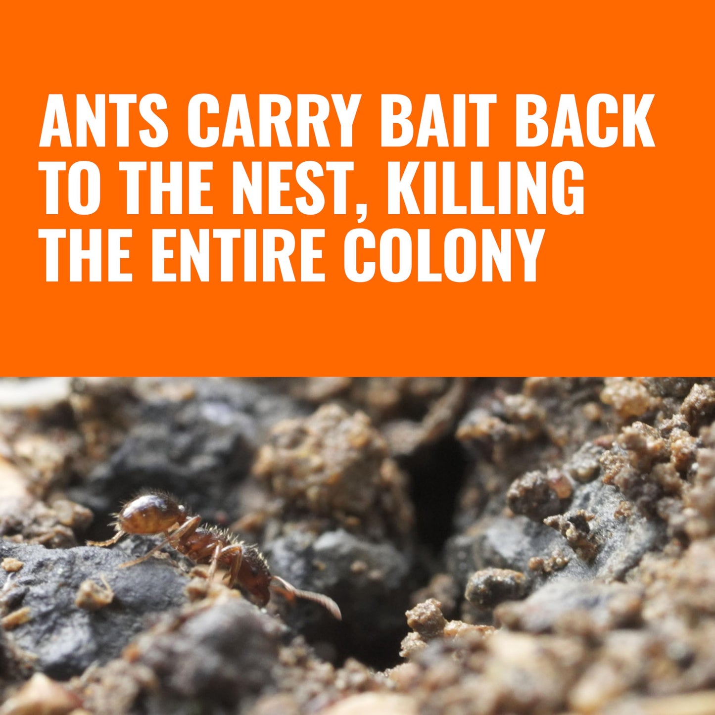 TERRO Liquid Ant Baits - T1813B - Outdoor Ready-to-Use Terro Ant Traps, Kills Household Ants, 12 Stakes (Pack of 12)