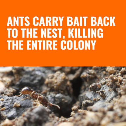 TERRO Liquid Ant Baits - T1813B - Outdoor Ready-to-Use Terro Ant Traps, Kills Household Ants, 12 Stakes (Pack of 12)