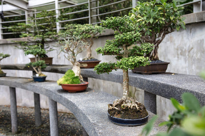 Bonsai Tree Bundle | Collection of 5 Live Tree Seedlings | The Jonsteen Company