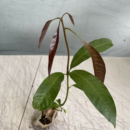 mango tropical fruit tree 12"-24" Palmer
