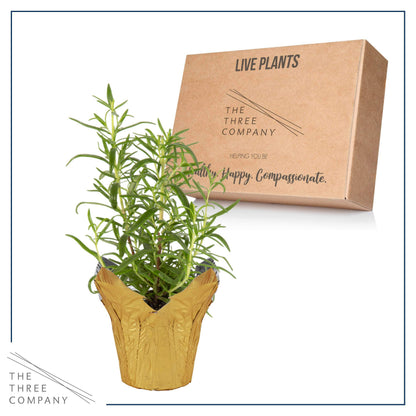 Live Aromatic and Healthy Herb - Rosemary, Improves Breathing, Wrapped in Deco Cover, 14" Tall by 6" Wide in 1.25 Quart Pot