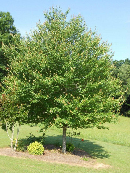 Live Plant - Red Maple Tree - Live Plant - 12-16" Tall Seedling - Quart Pot - Acer Rubrum