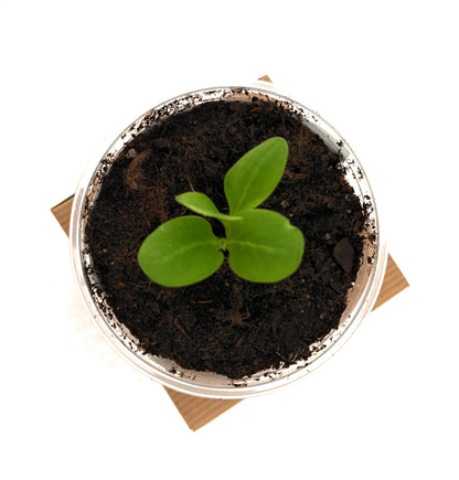 Seeds In A Cup: Plum Tree Grow Kit | Easy to use | Educational | Great Gift Idea | Help Planet | (Plastic Planter)