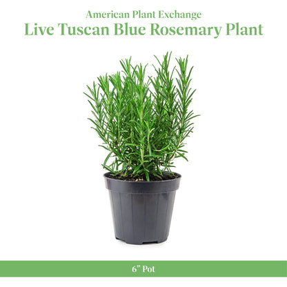 American Plant Exchange Tuscan Blue Rosemary – 6-Inch Pot – Live Edible Herb Plant with Fragrant Blue-Violet Flowers, Easy Care Aromatic Greenery for Home, Garden, or Patio Decor
